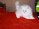 Magnifique chaton persan chinchilla blanc (boule de neige )