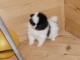 magnifique chiot spitz nain disponible 