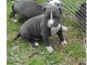 Chiot American staffordshire terrier