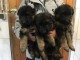 Chiots Berger Allemand Poil Long