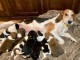 Superbes Chiots Beagle Pure Race