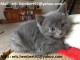 Chaton chartreux a donner