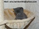 Je donne Chatons Chartreux