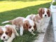 chiot cavalier king charles