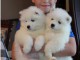 CHIOTS  SAMOYEDE LOOF