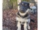 CHIOTS BERGER ALLEMAND A DONNER