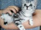 2 adorables chatons British en adoption