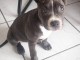 Magnifiques chiots staffie