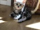 chatons british shorthair