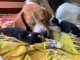 Donation du Chiot Beagle