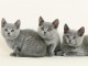  Sublimes Chatons Chartreux Pure Race Pedigree