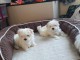 Merveilleux chiots bichon maltais a donner