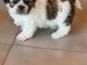 Magnifique  chiot shih tzu à donner