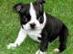 Magnifique  chiot Boston terrier à donner 