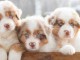 superbes chiots berger australien