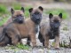 superbes chiots berger australien