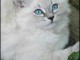 magnifique chatons siberien a adopter