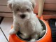 Bichon maltais a donner 