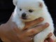 Chiot Spitz allemand femelle 