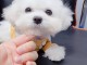 Chiots-Bichon-Maltais