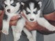 chiots husky siberien