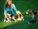  Superbes Chiots Beagle Pure Race