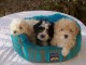 Superbes Chiots Bichon Havanais Pure Race Pedigre