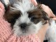 Adorables chiots Shih Tzu a donner