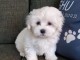 A Donner magnifique femelle bichon maltais 