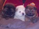 Magnifiques Chiots Chow Chow Pure Race Pedigree