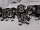 Chiots Schnauzer miniature a donner 