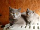 Sublimes Chatons Chartreux Pure Race Pedigree