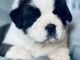  Chiots de Saint-Bernard pour adoption 