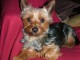 Yorkshire Terrier A DONNER URGENT 