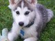 chiots husky siberien