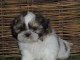 A donner Shih Tzu femelle non L.O.F