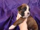 A donner chiot type boxer femelle