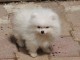 Donne petite chiot spitz allemand nain