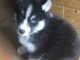 Magnifique  chiot Husky Sibérien à donner 