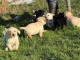 Magnifiques Chiots Labrador Retriever Pure Race