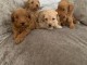 adorable bébés chiots cockapoo F1b disponible de suite