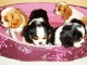 Cavalier King Charles dispos