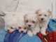 A donner chiots Bichon Maltais de suite