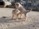 Adorable chiot husky de sibérie