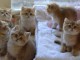 Superbes Chatons British Shorthair Pure Race