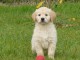 chiots golden retriever  a donner