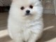 Adorable Spitz pomeranian  a donner