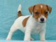 Chiot jack russell  a donner