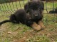 adorable chiots Berger allemand a donner