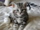 Chatons British Shorthair a Donner